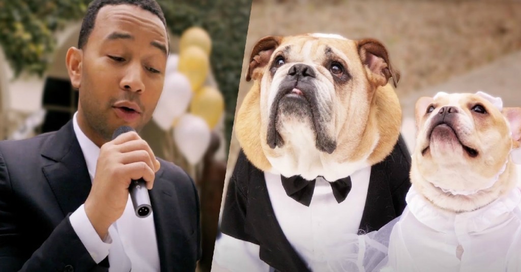 15 John Legend Dog Food Essentials